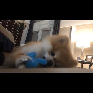 Meet your Posher, Gavin